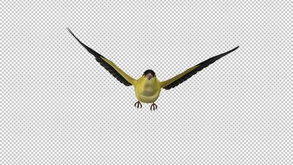 American Goldfinch - Flying Loop - Front View CU - Alpha Channel