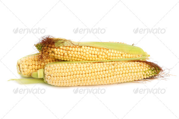 Fresh corn - Stock Photo - Images