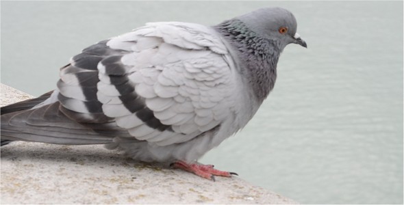 Pigeon alt