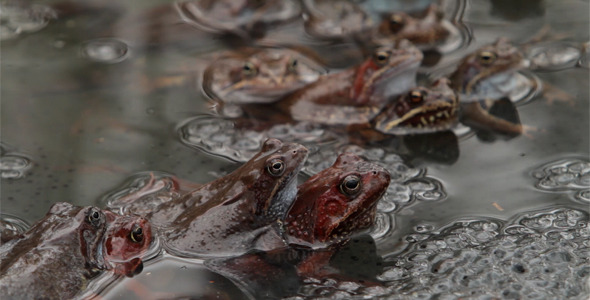 Frogs In A Puddle During The Breeding Season