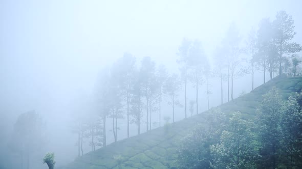 Heavy Wind Hitting The Trees And Tea Plantation On The Uphill Slope Of A Hill In Munnar. -wide shot alt