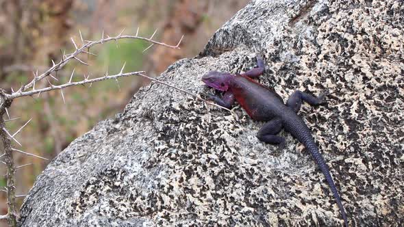 A Beautiful Mwanza Flat Headed Rock Agama Lizard on a Rock in the Serengeti, Tanzania alt