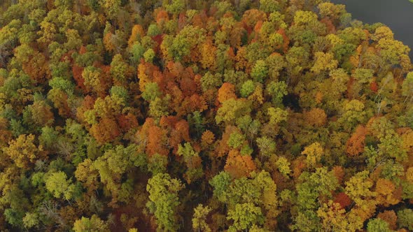 Drone Flies Over Colorful Autumn Trees. Beautiful Colorful Seasonal Foliage alt
