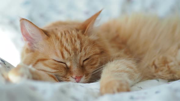 Cute Ginger Cat Is Sleeping in Bed. Fluffy Pet Dozing. Cozy Home Background, Morning Bedtime. alt