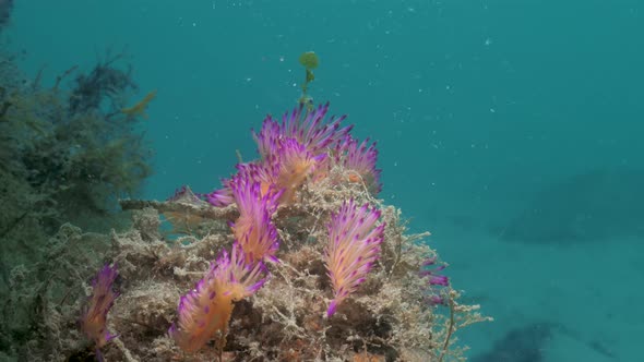 A close-up underwater video showing a mass gathering of vibrant pink and purple sea creatures called alt