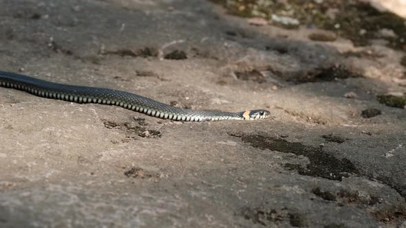 Slow Motion of the Snake Crawls on the Rocks in Search of Prey alt