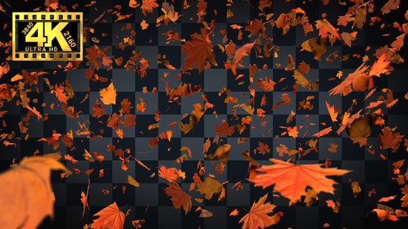 [4K]01-Maple Leaves Falling Many