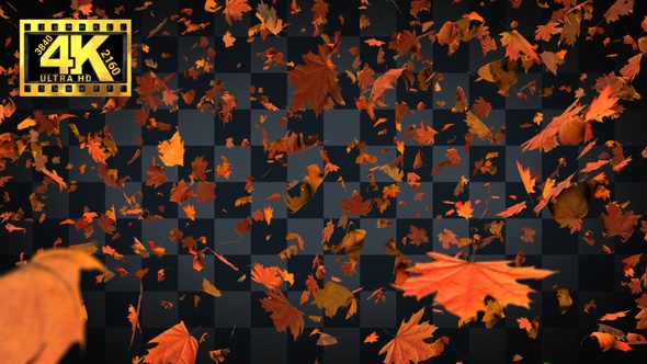 [4K]01-Maple Leaves Falling Many alt