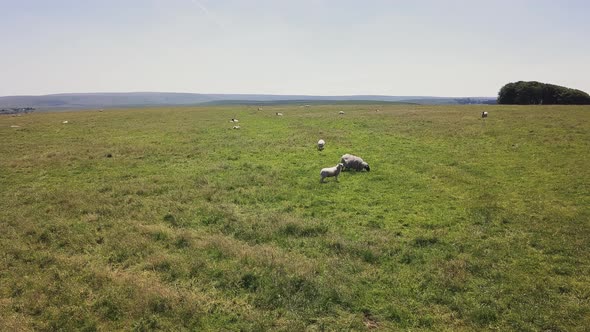 Livestock grazing in National Park in Dartmoor, England. alt