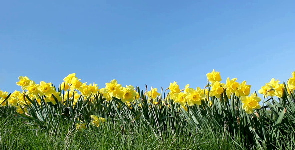 Springtime Flowers alt