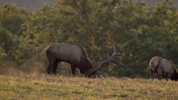 Bull Elk Marking His Scent During the Rut Video Clip in 4k