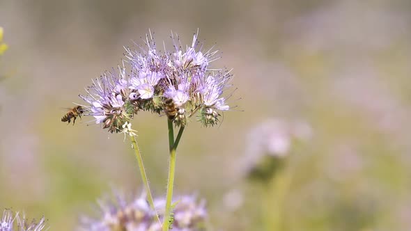 Bees Pollinate Phacelia Flowers