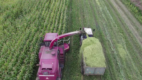 Forage Harvester Cutting Corn and Loading Raw Materials Into the Trailer alt