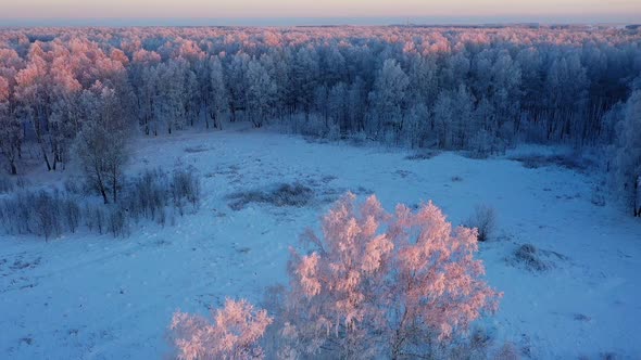 Snow covered tree at sunset alt