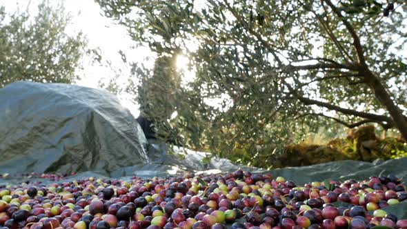 Woman Harvesting Olives on Plantation on Sunny Day