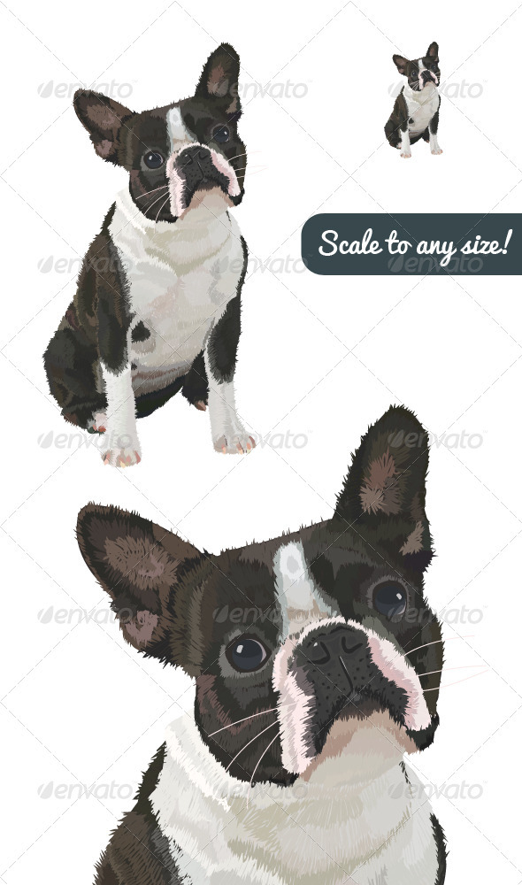 Boston Terrier Vector - Animals Characters