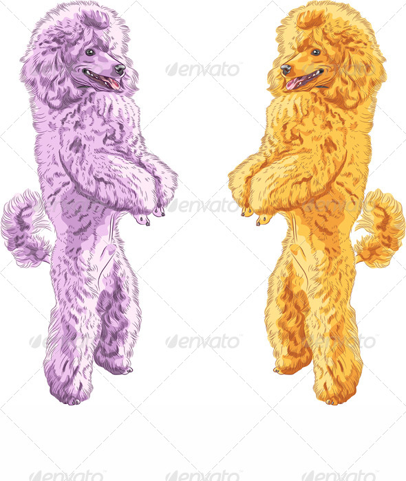 Vector Dogs Poodle Breed Standing on his Hind Legs - Animals Characters