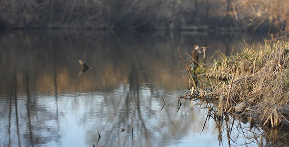 Spring Grass And River