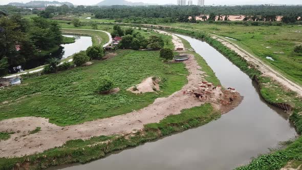 Crows fly over the head of cows near rural Malays village at Penang alt