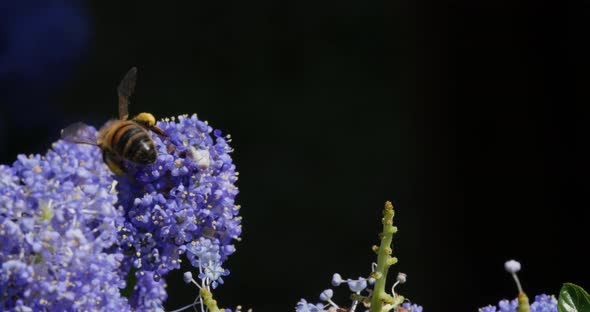 Honey Bee, apis mellifera, Adult in Flight, Flying to Flower with Pollen Baskets, Normandy