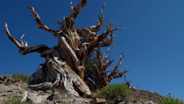 Incredible Bristlecone pine tree that is thousands of years old alt
