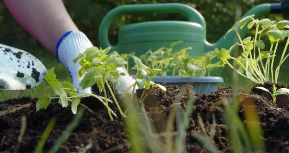 Farmer Plants Seedlings of Cucumber Seedlings in the Soil in the Garden alt