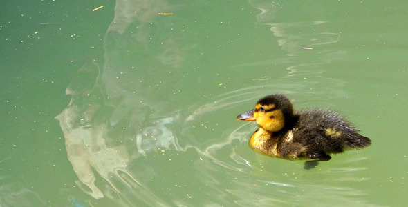 Sweet Little Chick Swimming on the Lake