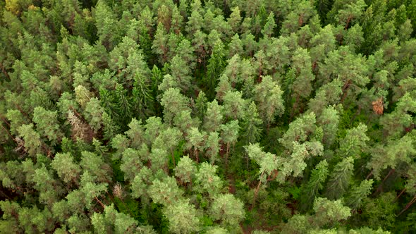 Flying Over Green Forest Landscape With Treetops