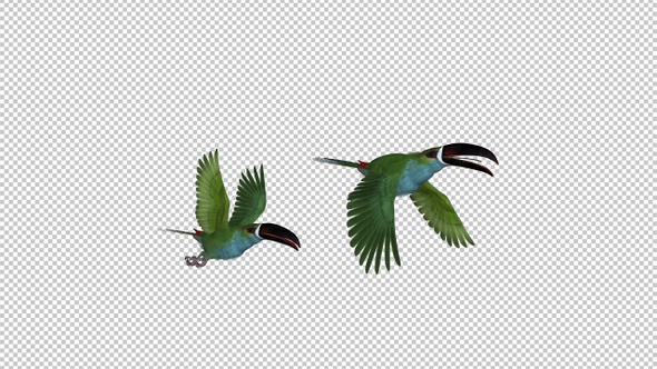 Toucan - II - Green Aracari - Two Birds - Flying Transition - Side View CU
