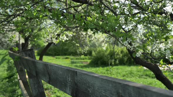Booming Cherry Ochard Behind a Wooden Fence