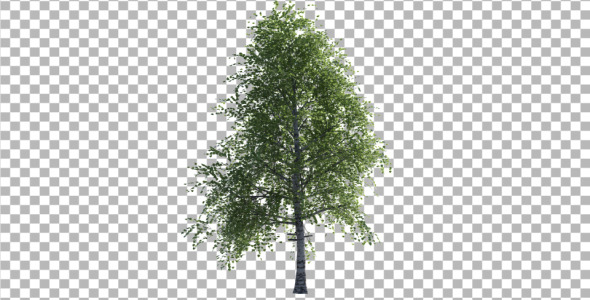 Birch Tree V2
