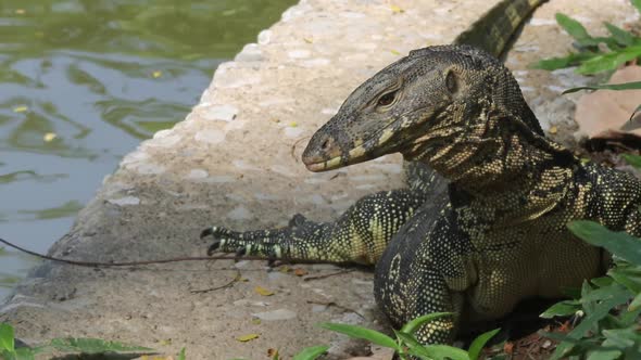 Large asian water monitor sunbathing near a canal in Lumphini Park in Bangkok, Thailand. alt