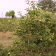 Apple Fruit Trees Agriculture Farm - VideoHive Item for Sale