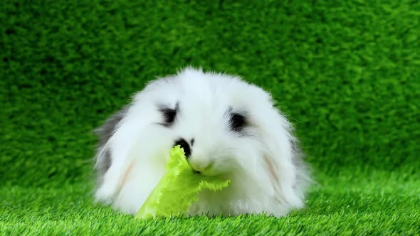 A Fluffy White Hairy Rabbit Eating Green While Sitting On Green Grass alt