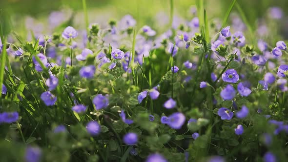 Spring Alpine Meadow with Purple Flowers