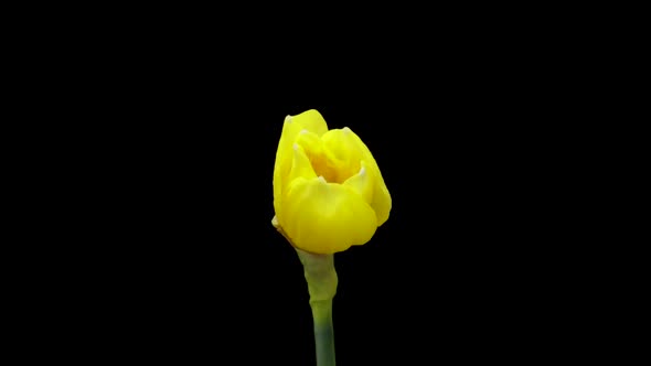 Timelapse of Growing Yellow Daffodils or Narcissus Flower