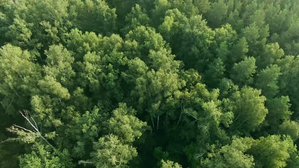 Flight over the Morning birch forest alt