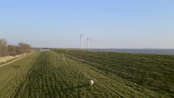 Flyover flock of sheep herding green field, windmill in distance, lake riverside alt