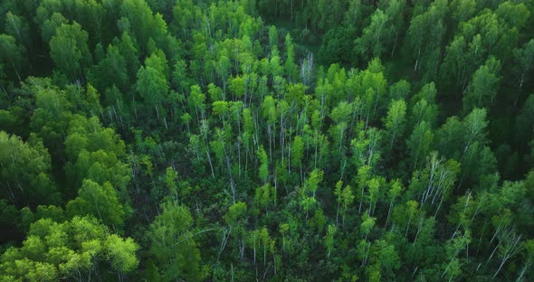 Flight over green forest in summer. Birch Grove. Aerial view alt
