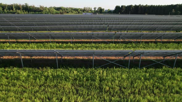 Aerial View of Solar Farm on the Green Field at Sunset Time Solar Panels in Row alt