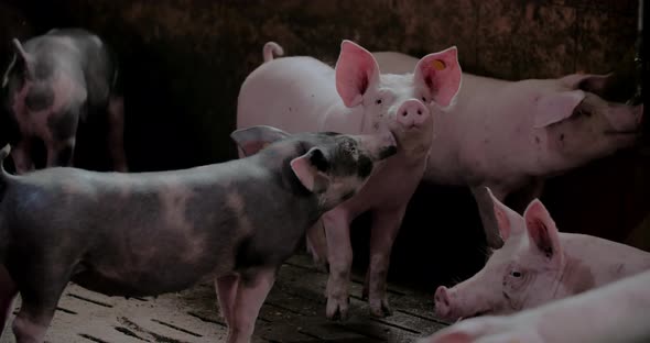 Pigs at Livestock Farm Pork Production Piglet Breeding alt