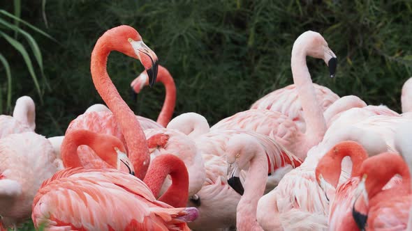 Group of Chilean Flamingos (Phoenicopterus chilensis)