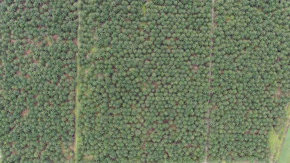 The Beaches at the most southern part of Borneo Island alt