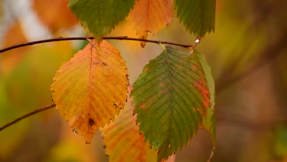 Autumn Leaves of Elm Tree Close Up