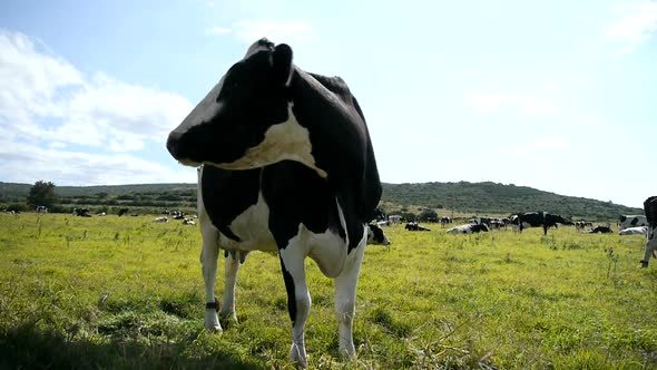 Classic black and white cow
