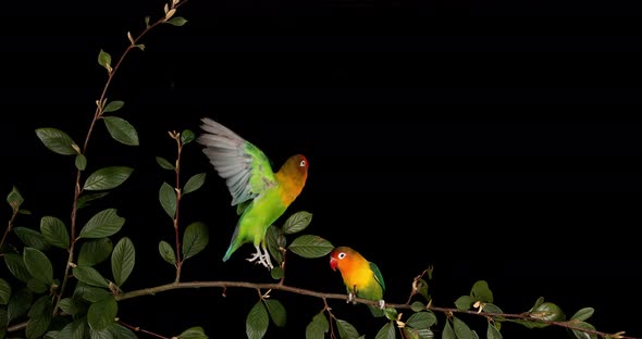 Fischer's Lovebird, agapornis fischeri, Pair standing on Branch, taking off, in flight alt