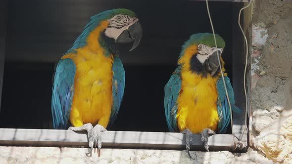 Pair of Blue-and-yellow Macaw, Ara Ararauna, Also Known As the Blue-and-gold Macaw, alt