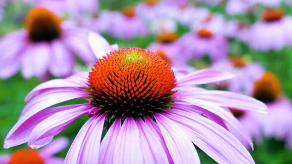 Pink Cone Flowers alt