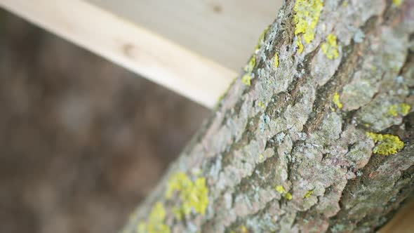 Vertical Shot Lumberjack in Workwear and Gloves Saws Pine Log with Moss in Forest with Saw