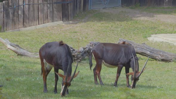 Two Sable antelopes grazing on a green grassy plain in an enclosed exhibit with dead tree trunks in alt